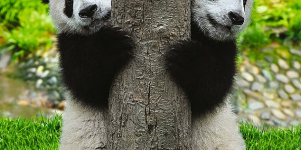 Фотообои 2 м "Две панды" 21-0167-NG 